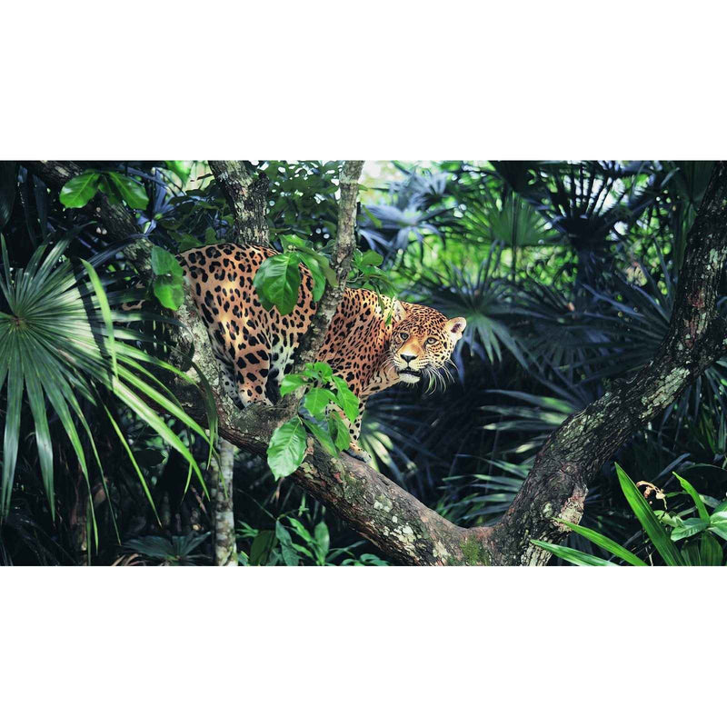 Papier peint jungle léopard — autocollant