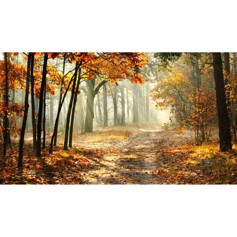 Papier Peint Foret Automne — autocollant