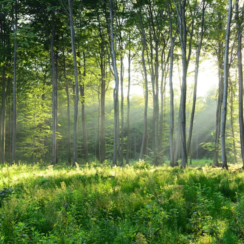 Papier Peint Foret Chambre - Papierpeint-panoramique.fr