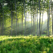 Papier Peint Foret Chambre - Papierpeint-panoramique.fr