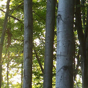 Papier Peint Foret Chambre - Papierpeint-panoramique.fr