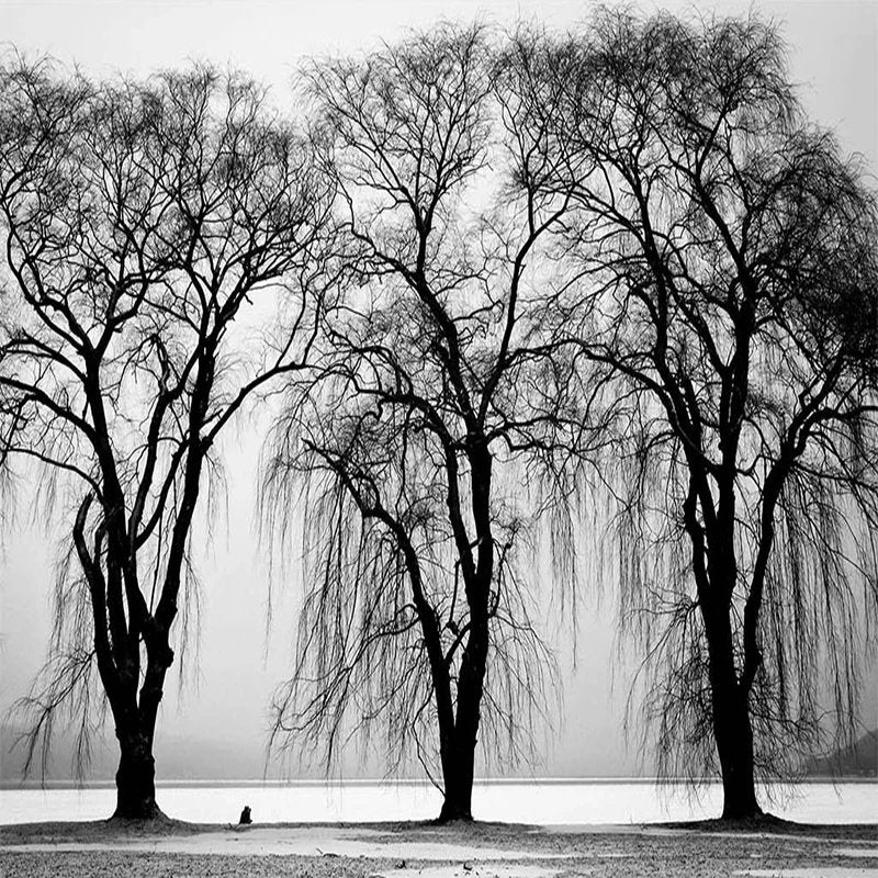 Papier Peint Noir Et Blanc Vegetal — autocollant